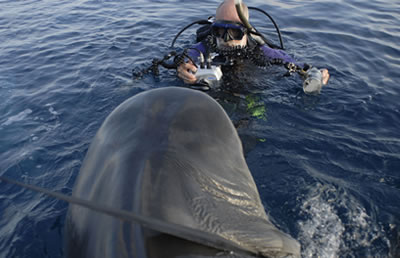 Diving Cairns