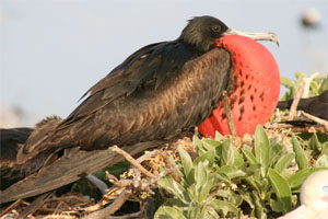 Great Frigatebird