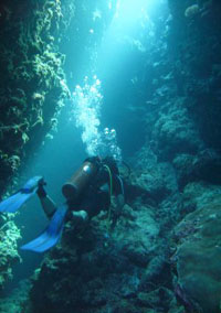 Diving Crystal Waters Coral Sea