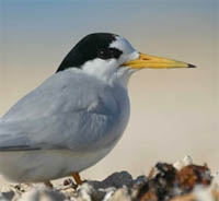 New Caledonian Fairy Tern Exsul