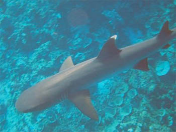 White-tipped Reef Shark